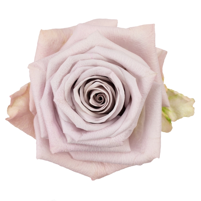 <h4>Rosa ec menta</h4>