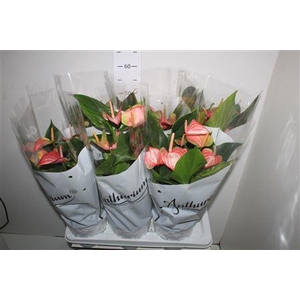 Anthu A Livium Red 7 Bloemen+
