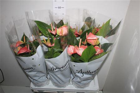 <h4>Anthu A Livium Red 7 Bloemen+</h4>