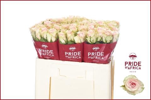 <h4>R Gr Pink Athena</h4>