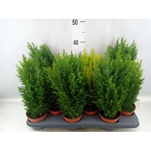 Conifers   ...mix