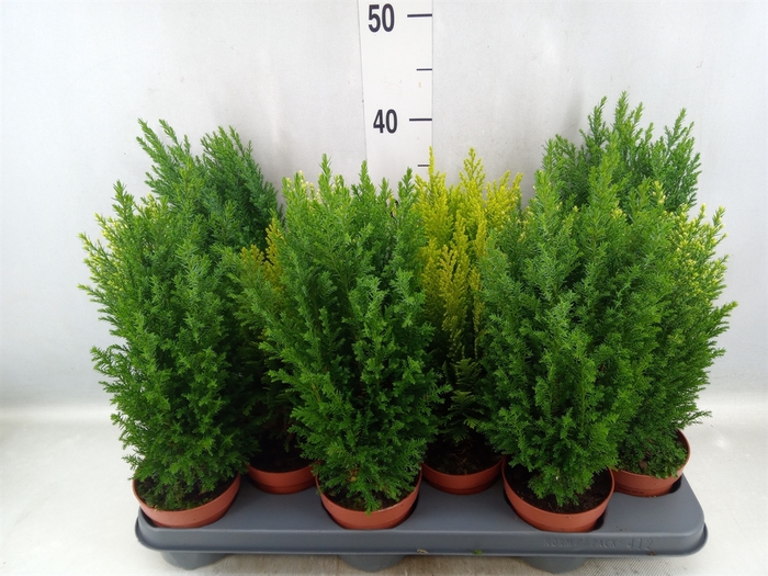 Conifers   ...mix