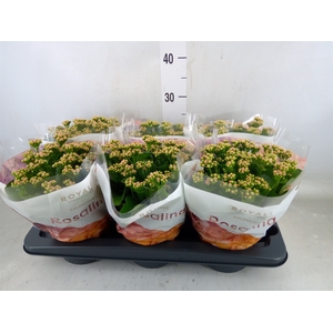 Kalanchoe blos. 'RosDon Nando'