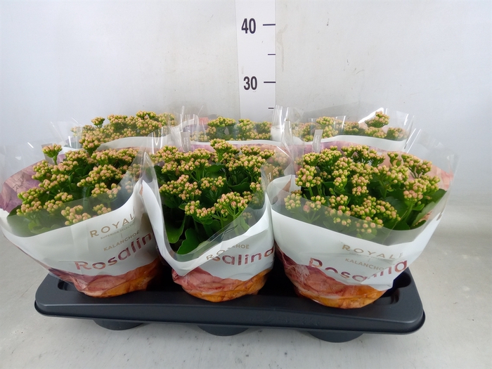 <h4>Kalanchoe blos. 'RosDon Nando'</h4>