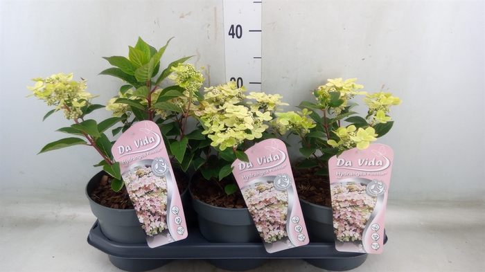 <h4>Hydrangea pan.</h4>