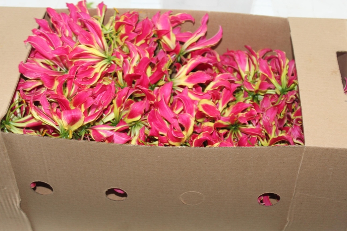 <h4>GLORIOSA FLOR</h4>