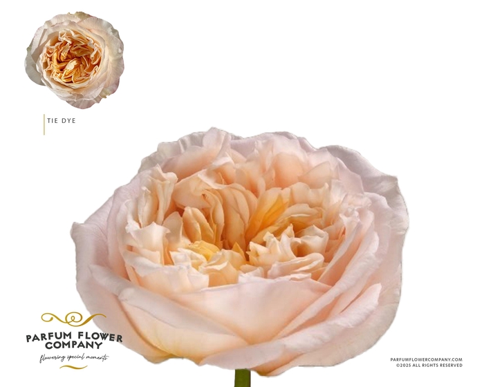 <h4>Rosa Garden Tie Dye</h4>