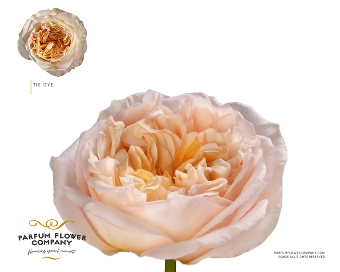 <h4>Rosa Garden Tie Dye</h4>