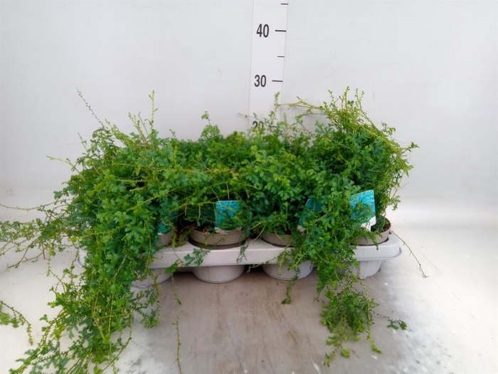 <h4>Selaginella   ...</h4>