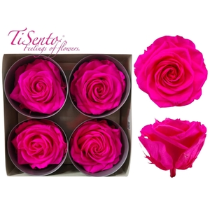 ARR ROSA POT H%