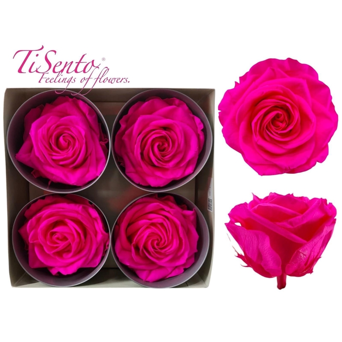 <h4>ARR ROSA POT H%</h4>