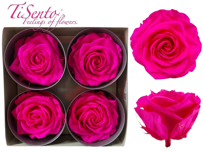 <h4>ARR ROSA POT H%</h4>