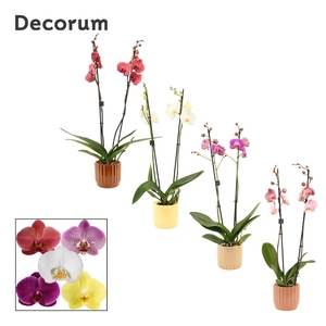 Phalaenopsis 2 tak 16+ mix in Liam (Coffee blend-collection)