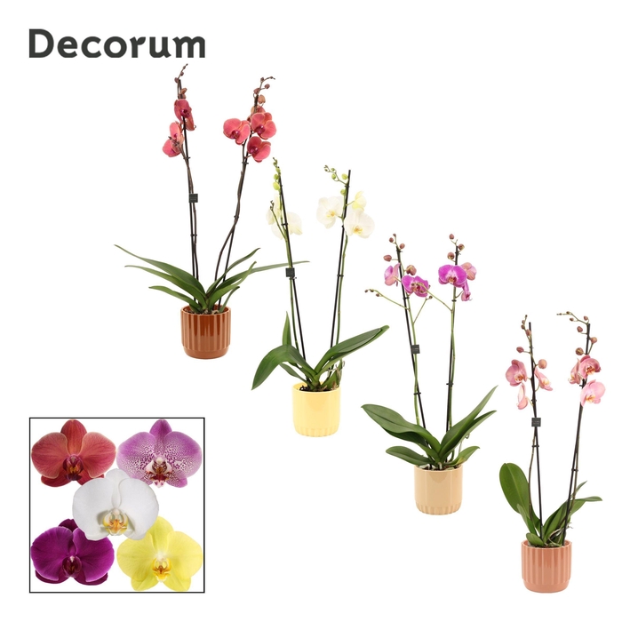 <h4>Phalaenopsis 2 tak 16+ mix in Liam (Coffee blend-collection)</h4>