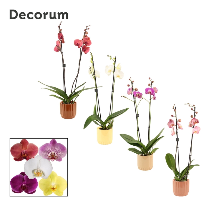 <h4>Phalaenopsis 2 tak 16+ mix in Liam (Coffee blend-collection)</h4>