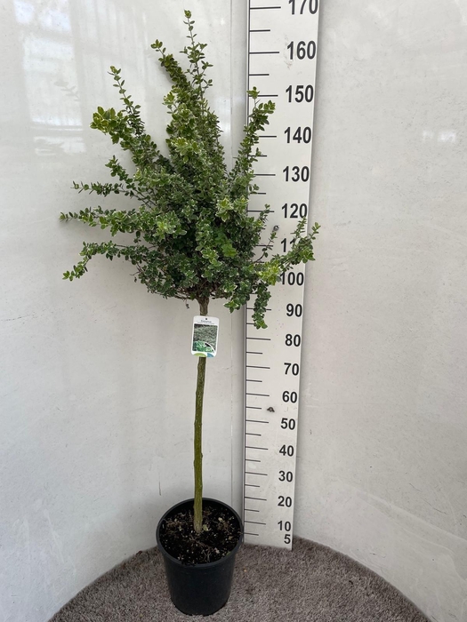 <h4>EUONYMUS FORTUNEI</h4>