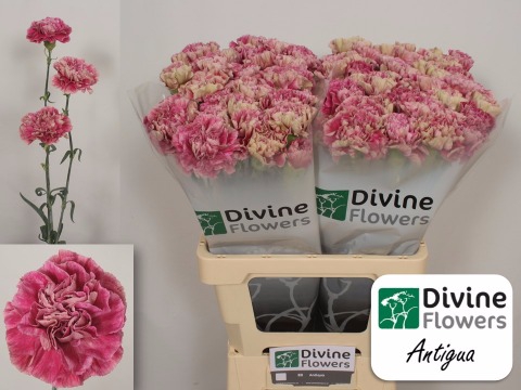 <h4>Di St Antigua Divine</h4>