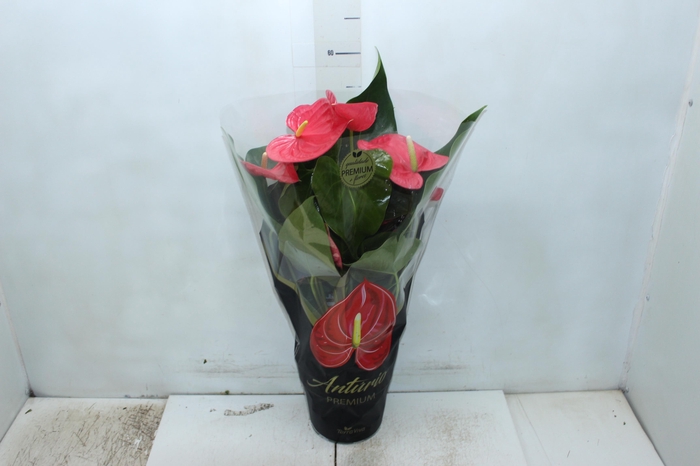 <h4>ANTHURIUM CALIFORNIA P17 ROSA PREMIUM</h4>