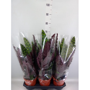 Calathea lancifolia