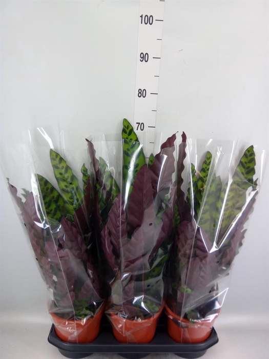 <h4>Calathea lancifolia</h4>