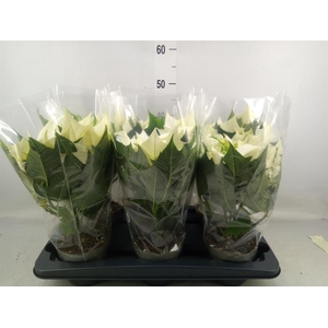 Euphorbia pulc. 'Alaska'