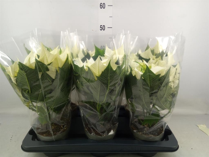 <h4>Euphorbia pulc. 'Alaska'</h4>