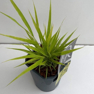 Hakonechloa macra
