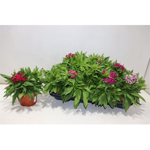 arr8 Dianthus B Ba Gem