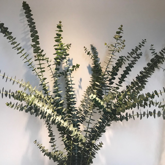 Greens - Eucalyptus Baby Blue 5-stem