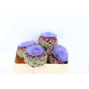 Cynara Paars Bloei