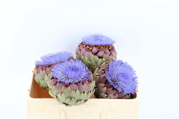 <h4>Cynara Paars Bloei</h4>