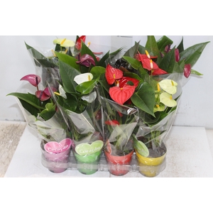 ANTHURIUM VARIADO P09