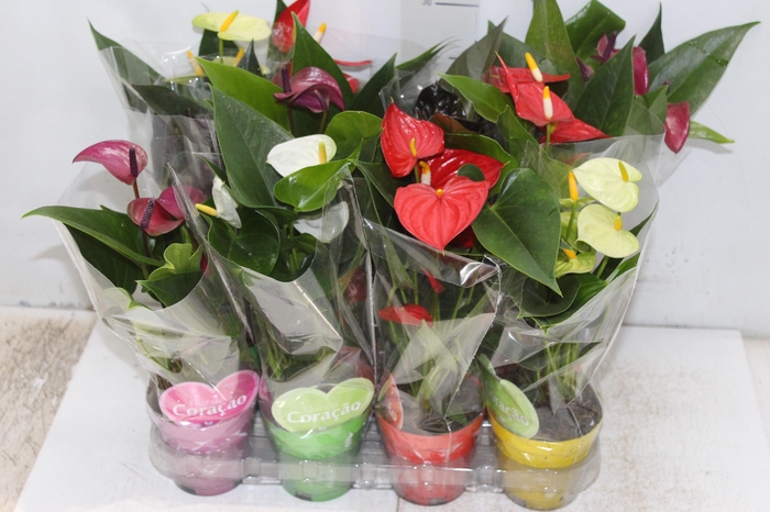 <h4>ANTHURIUM VARIADO P09</h4>