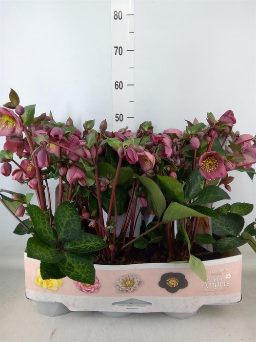 <h4>Helleborus  'Fkiss Pennys Pink'</h4>