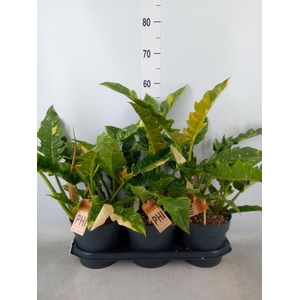 Philodendron  'Ring of Fire'