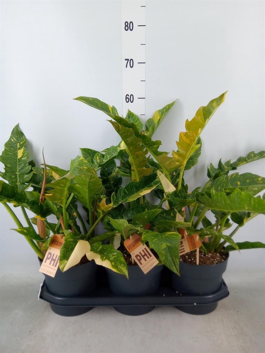 <h4>Philodendron 'Ring of Fire'</h4>