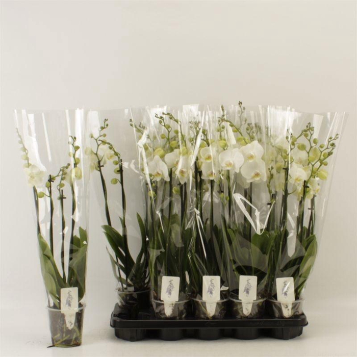 <h4>PHAL OV WIT</h4>