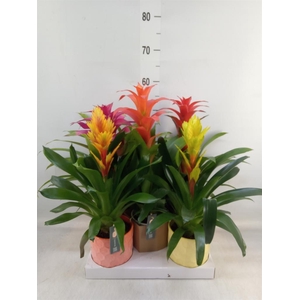 Bromelia   ...mix