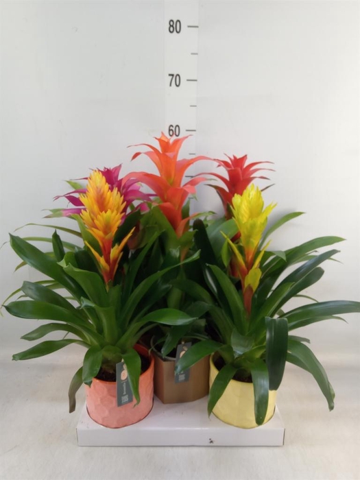 <h4>Bromelia   ...mix</h4>
