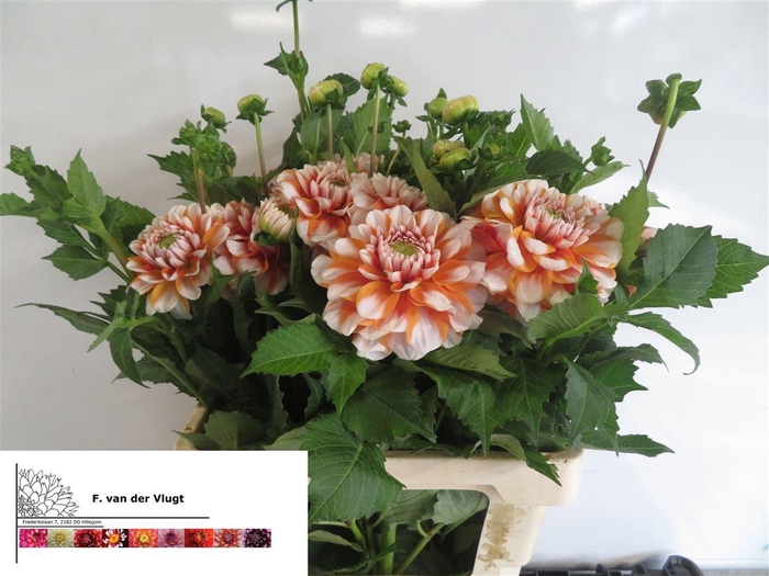 <h4>Dahl Peaches</h4>