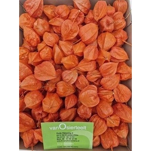 PHYSALIS LAMPION LOS