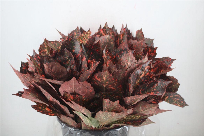 <h4>Aucuba Rood Pbs</h4>