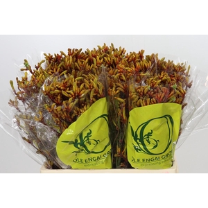 Anigozanthos Orange Velvet