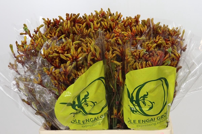 <h4>Anigozanthos Orange Velvet</h4>