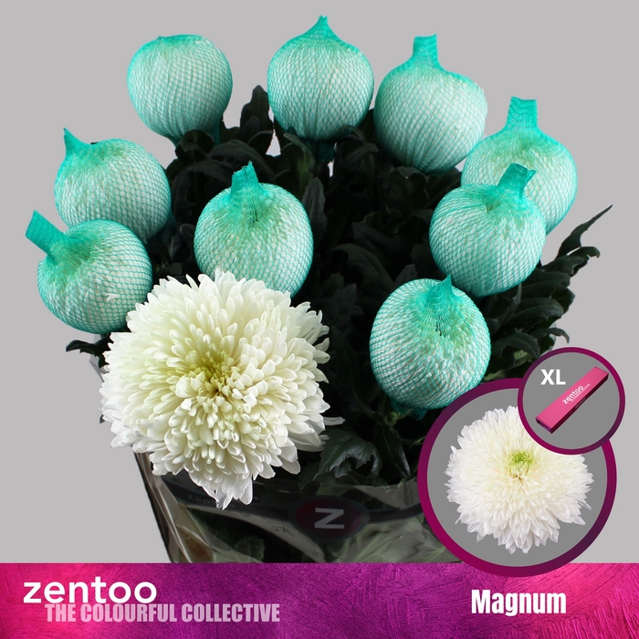 <h4>Chrysanten Chr G Magnum</h4>