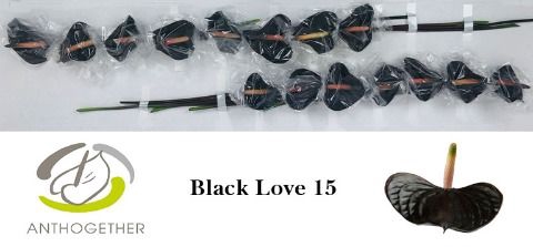 <h4>Anth A Black Love 7 cm X15 Evanty</h4>
