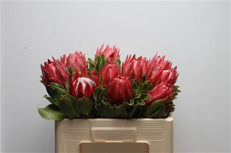 <h4>Protea Cynaroides Red Rex</h4>