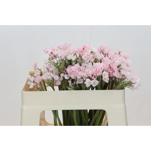 Allium Dyed Pale Pink