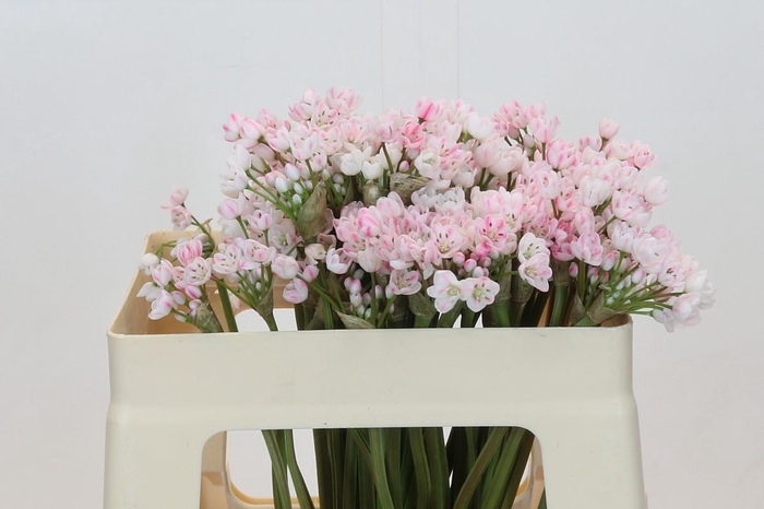 <h4>Allium Dyed Pale Pink</h4>