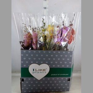 Phalaenopsis   ...mix